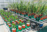 Plantarray高通量植物生理表型平台