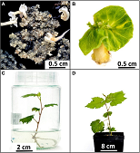 科学家利用WIWAM植物表型成像平台在Front Plant Sci发表文章