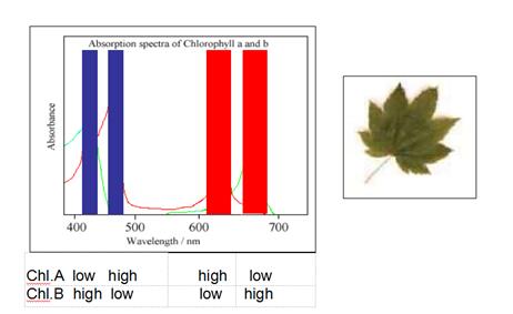 叶绿素多光谱成像图