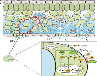叶肉光合作用以及保卫细胞机制对气孔行为的影响-plantarray全植株